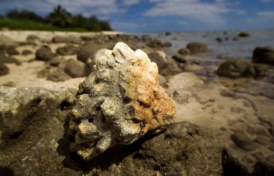 月の面積と同サイズ、太平洋で進む壮大な海洋保護公園計画