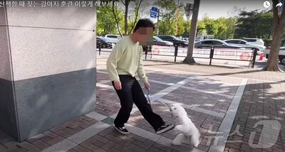 「首輪つけ、わき腹を蹴る」という愛犬しつけ法…「訓練なのか、虐待なのか」韓国で激しい論争