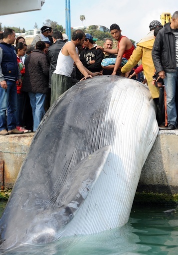 10メートルのクジラ、漁業用の網にかかる チュニジア
