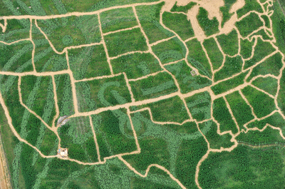 米国地図の巨大迷路、ドイツのトウモロコシ畑にオープン