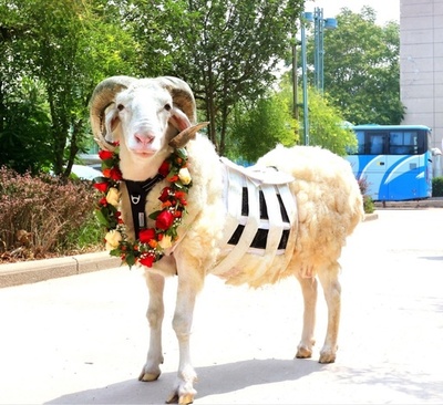 中国での生存記録を更新 実験用ヒツジの「開泰」が人工心臓を埋め込んで3周年