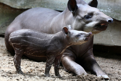 鼻と鼻でごあいさつ？生まれたばかりのバクの赤ちゃん 独
