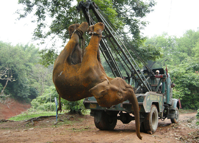 列車と衝突の子ゾウが死亡、インド