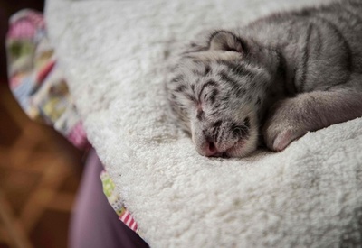 ホワイトタイガーの赤ちゃん誕生、ニカラグアで初