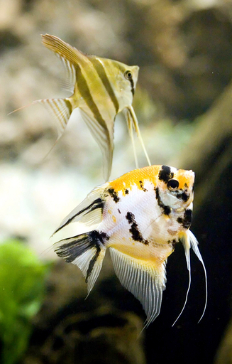 内気な魚は相手の勇敢さを引き出す、英研究