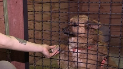 動画:新たな飼い主の元へ ダム決壊で取り残された犬猫を保護 ウクライナ