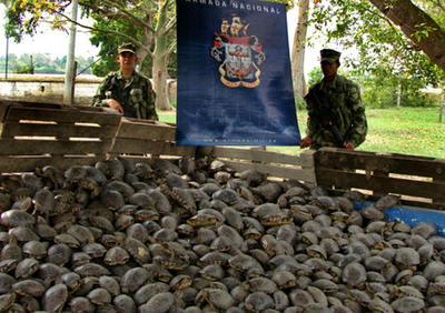 コロンビアで絶滅危惧種のカメ3500匹の密輸を摘発