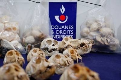 霊長類の頭骨の密売増加 フランス
