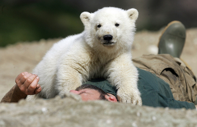 おかえり、クヌート 歯痛も回復？ - ドイツ