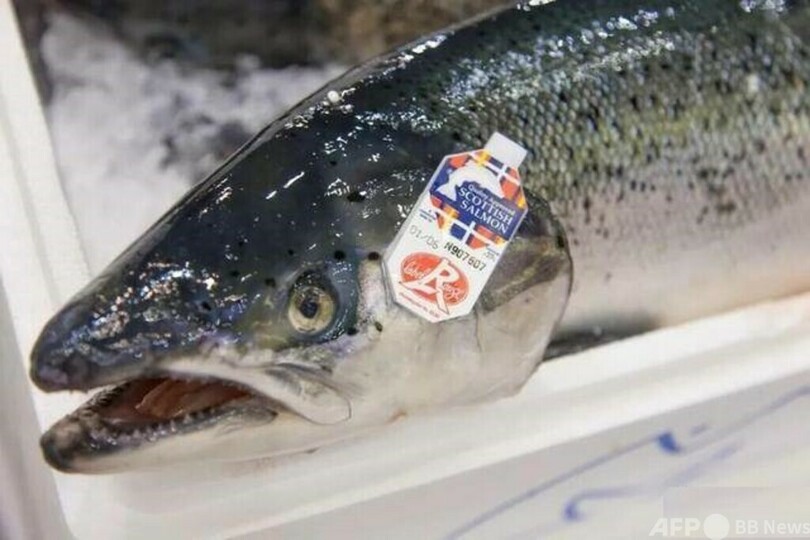 海水の異常な高温で スコットランド海域のサーモンが大量死