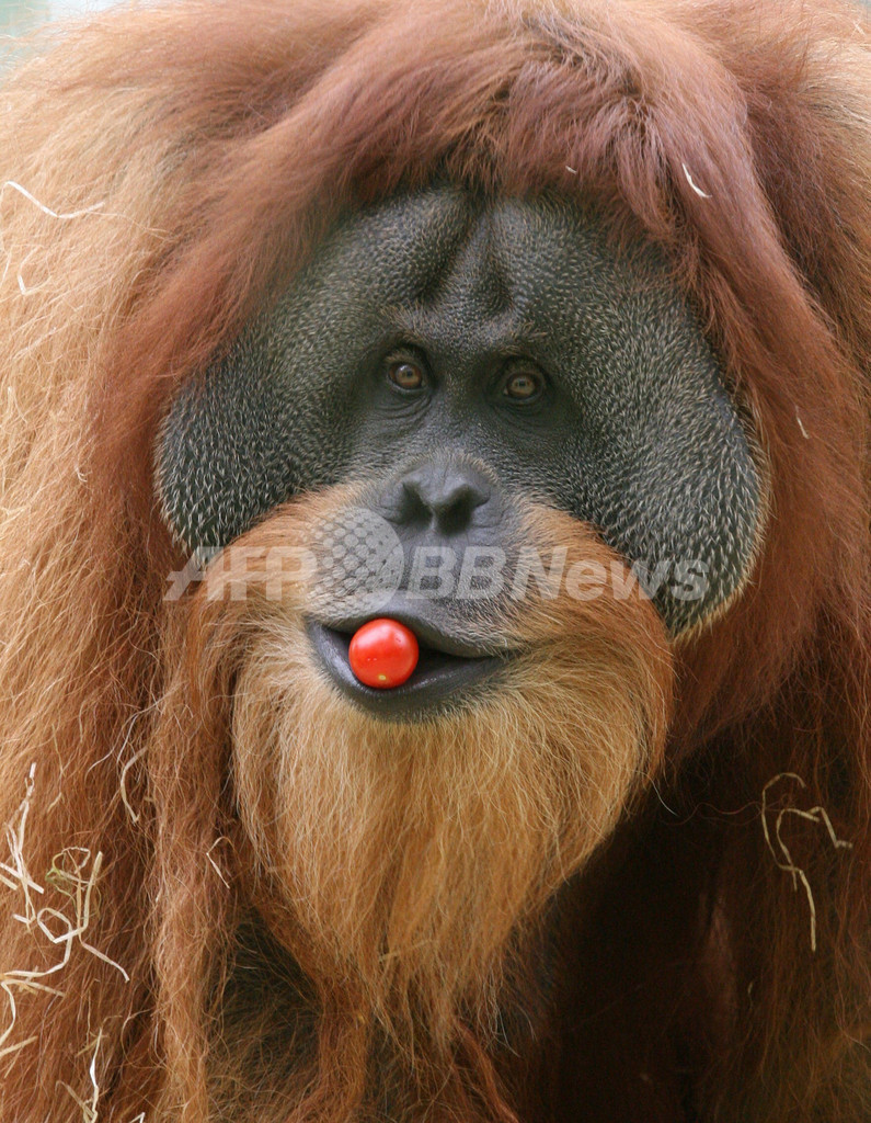 ドイツにオランウータン天国 写真14枚 国際ニュース Afpbb News