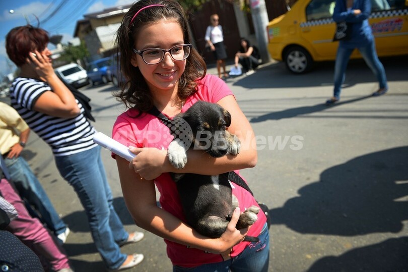 4歳児が野良犬にかみ殺されたルーマニア 議会が殺処分法案を可決 写真7枚 国際ニュース Afpbb News