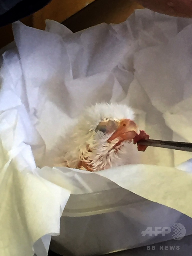 盗まれた希少ハヤブサの卵を保護、ひなも誕生 チリ