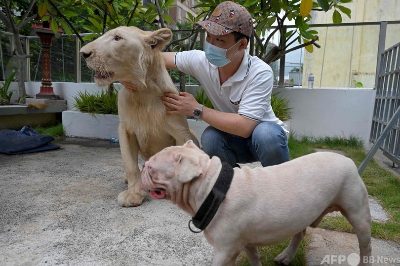 保護された密輸ライオン、首相の一声で中国人飼い主の元へ カンボジア