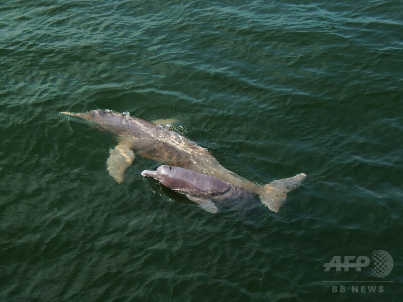 アマゾン熱帯雨林で新種400種近く発見 WWF
