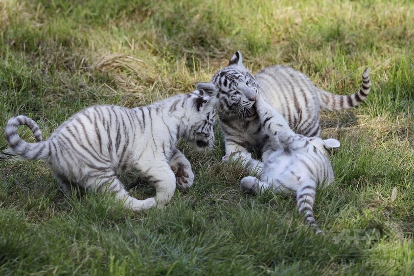 たっぷり遊んだ後はぐっすり ホワイトタイガーの赤ちゃん 写真枚 国際ニュース Afpbb News