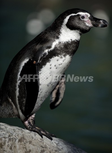 チリのフンボルトペンギンに絶滅のおそれ、調査報告 チリのフンボルトペンギンに絶滅のおそれ、調査報告