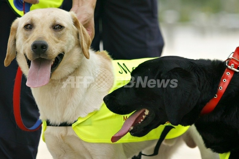 マレーシアの海賊版DVD探知犬マニー、不審死 マレーシアの海賊版DVD探知犬マニー、不審死