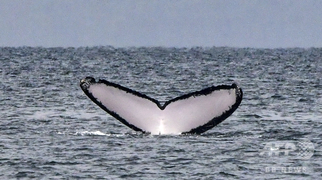 NZでクジラの大群打ち上げ、救出活動続く NZでクジラの大群打ち上げ、救出活動続く
