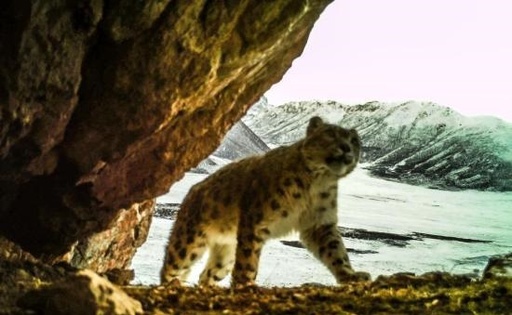 40頭のユキヒョウを確認 世界最大の個体群 中国 青海省 写真4枚 国際ニュース Afpbb News