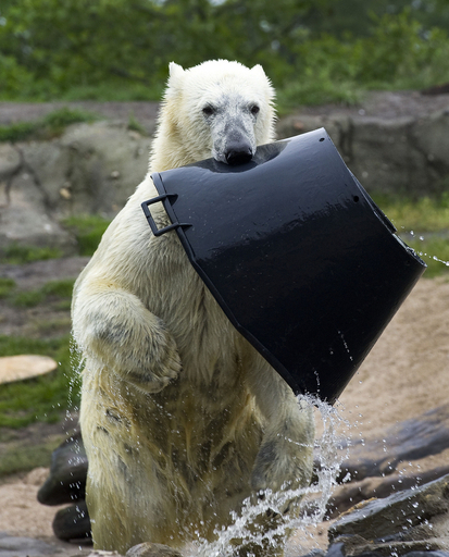 モモンガのようにジャンプ！ シロクマのビックス 写真3枚 国際ニュース