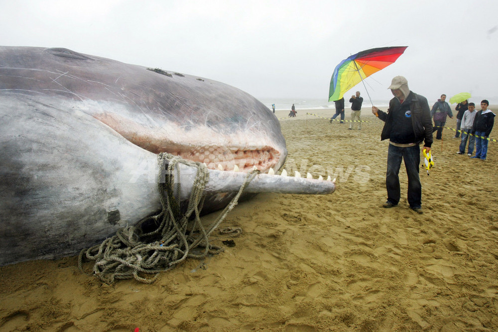 海岸にマッコウクジラの実物大模型、オランダ 写真2枚 国際ニュース