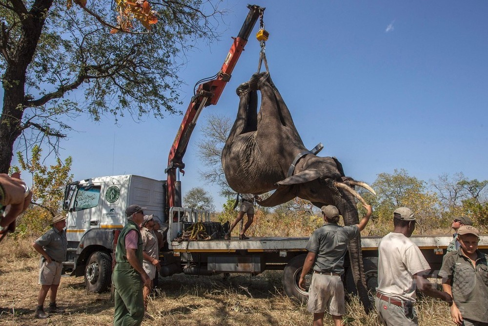 ゾウ500頭を移送 繁殖および観光面での注目を期待 マラウイ 写真12枚 国際ニュース Afpbb News