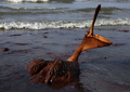 米南部沖のメキシコ湾（Gulf of Mexico）の原油流出事故で油まみれになったカッショクペリカン。米ルイジアナ（Louisiana）州East Grand Terre Islandで撮影。流出した原油はルイジアナ州沿岸部に大量に押し寄せている（2010年6月4日撮影）。(c)AFP/Getty Images/Win McNamee