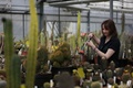 英キュー王立植物園でサボテンに潅水する女性（2016年5月9日撮影）。(c)AFP/DANIEL LEAL-OLIVAS