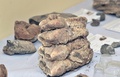 ボリビア南東部パディージャ（Padilla）近郊で発見された古代生物マストドンの歯の化石（2014年9月19日撮影）。(c)AFP/Aizar Raldes
