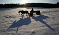 ベラルーシの首都ミンスク（Minsk）近郊のPrilepyで、ソリを引くウマ（2009年2月2日撮影）。(c)AFP/VIKTOR DRACHEV