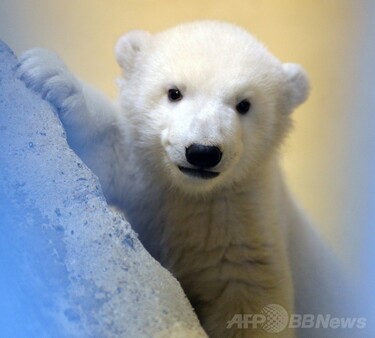 シロクマ 個別販売】Lisa Larson リサ・ラーソン｜POLAR BEAR シロクマ Sサイズ