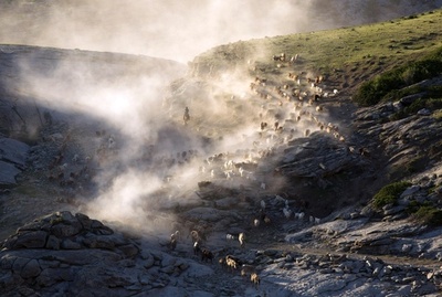 ウイグル遊牧民、夏の大移動 土ぼこりとともに進む「千年の道」