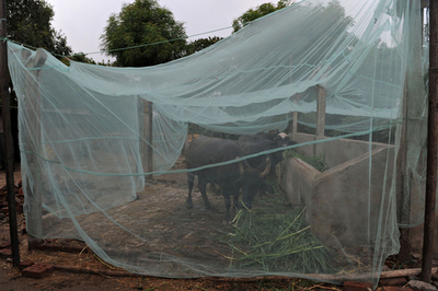箱入りならぬ「蚊帳入り」育ち、インドの水牛