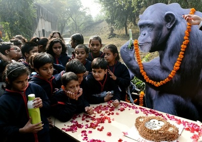 インド最高齢のチンパンジー、58歳の誕生日