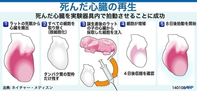 【図解】死んだ心臓を細胞注入で再生、ラットでの実験の手順