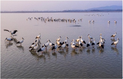 中国の湿地の生態状況は改善を続ける