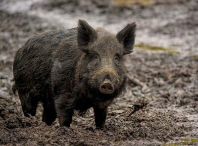 ソウルの遊び場に突然イノシシ出没…「威嚇するな」の警告