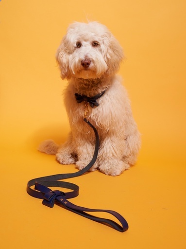 「カレン ウォーカー」ペットコレクション、犬用の首輪＆リードが新登場