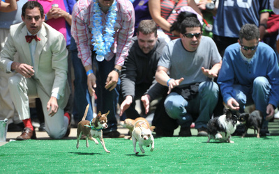 チワワたち走る走る、米首都でレース