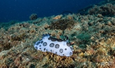 中国・海南省の蜈支洲島でサンゴが「住みか」を形成 希少な海洋生物が相次ぎ出現