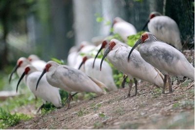 トキの個体数と生息地面積が共に増加、十数年の努力で成果