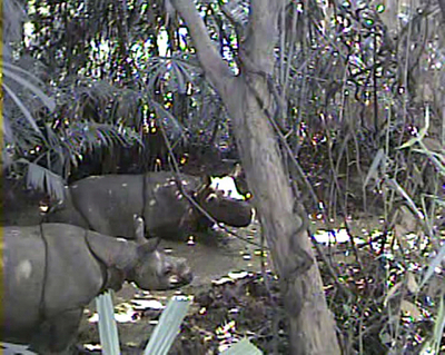 WWF、絶滅危惧種のジャワサイの映像を公開 インドネシア