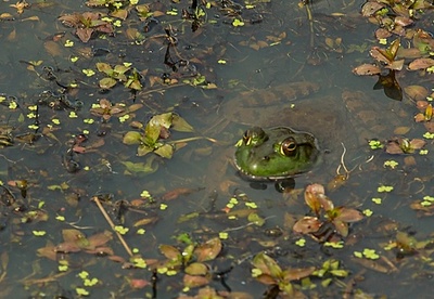 郊外住宅地のカエル、雌が圧倒的多数 米研究