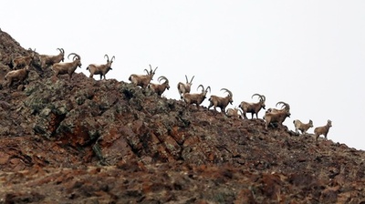 シベリアンアイベックスの群れ 新疆・ボルタラモンゴル州