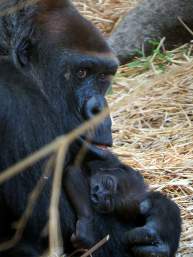 赤ちゃんを慈しむゴリラの「モモコ」、上野動物園