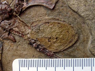 産卵直前の翼竜の化石、中国で見つかる 雌雄判別のカギに