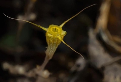 新種の植物「金樽水玉杯」 中国の科学者が発見