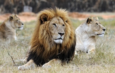 21歳の女性、飼養場のライオンに襲われ死亡 南アフリカ