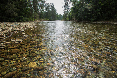 ワニに襲われ女性死亡、体内から遺体の一部発見 インドネシア